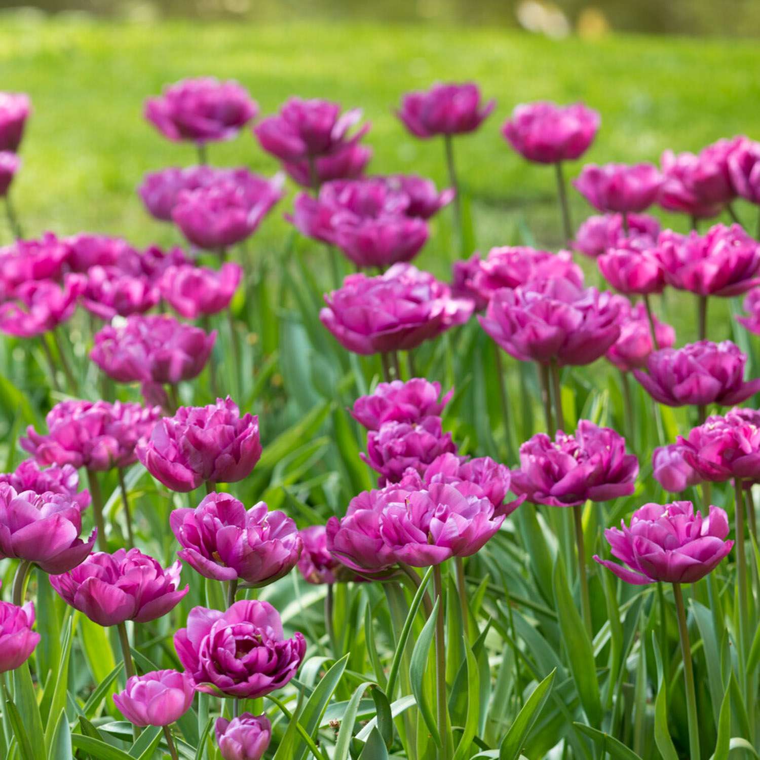 Tulpe 'Backpacker'